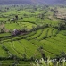 rice_tal_h_0086_bal4340.jpg